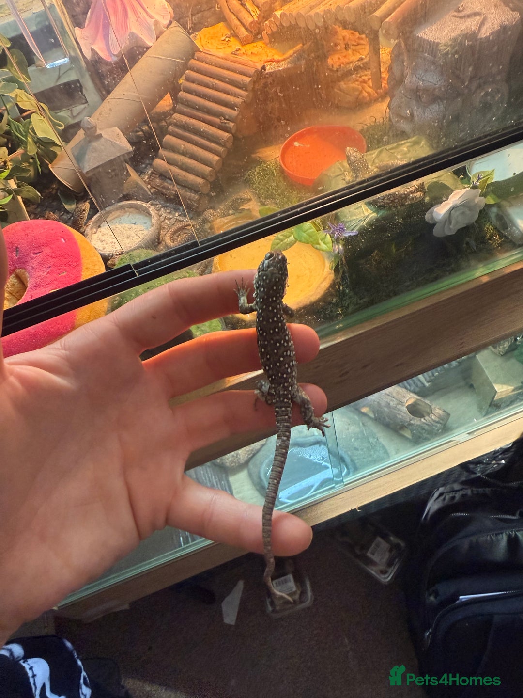 Lizard reptiles for sale: Free jewelled lacertas read description - Image 4