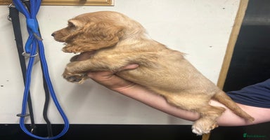 Cocker Spaniel dogs - Advert 9