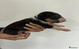 English Bull Terrier dogs for sale: English Bull Terrier puppies🐾KC Registered  - Image 2