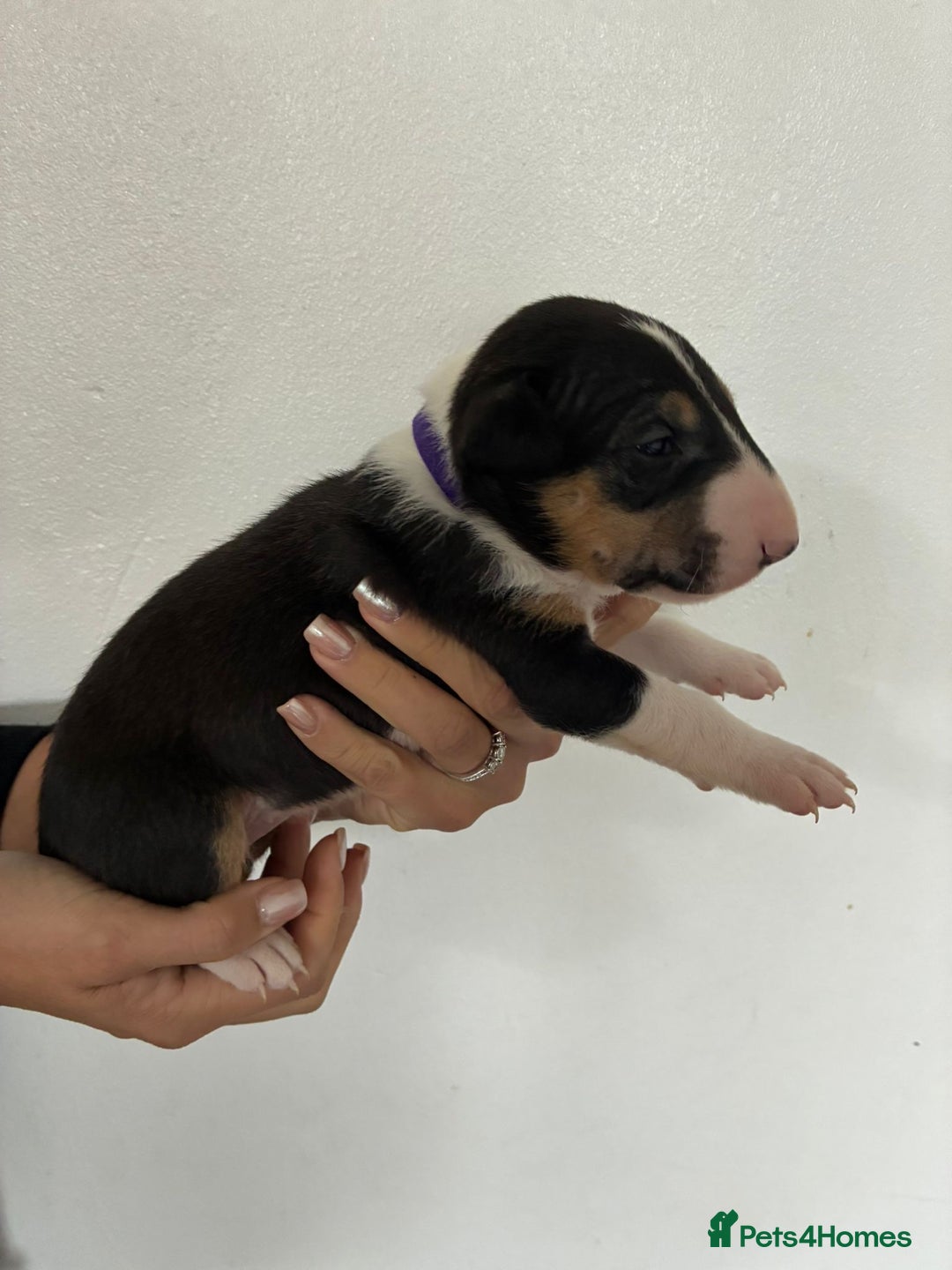 English Bull Terrier dogs for sale: English Bull Terrier puppies🐾KC Registered  - Image 2