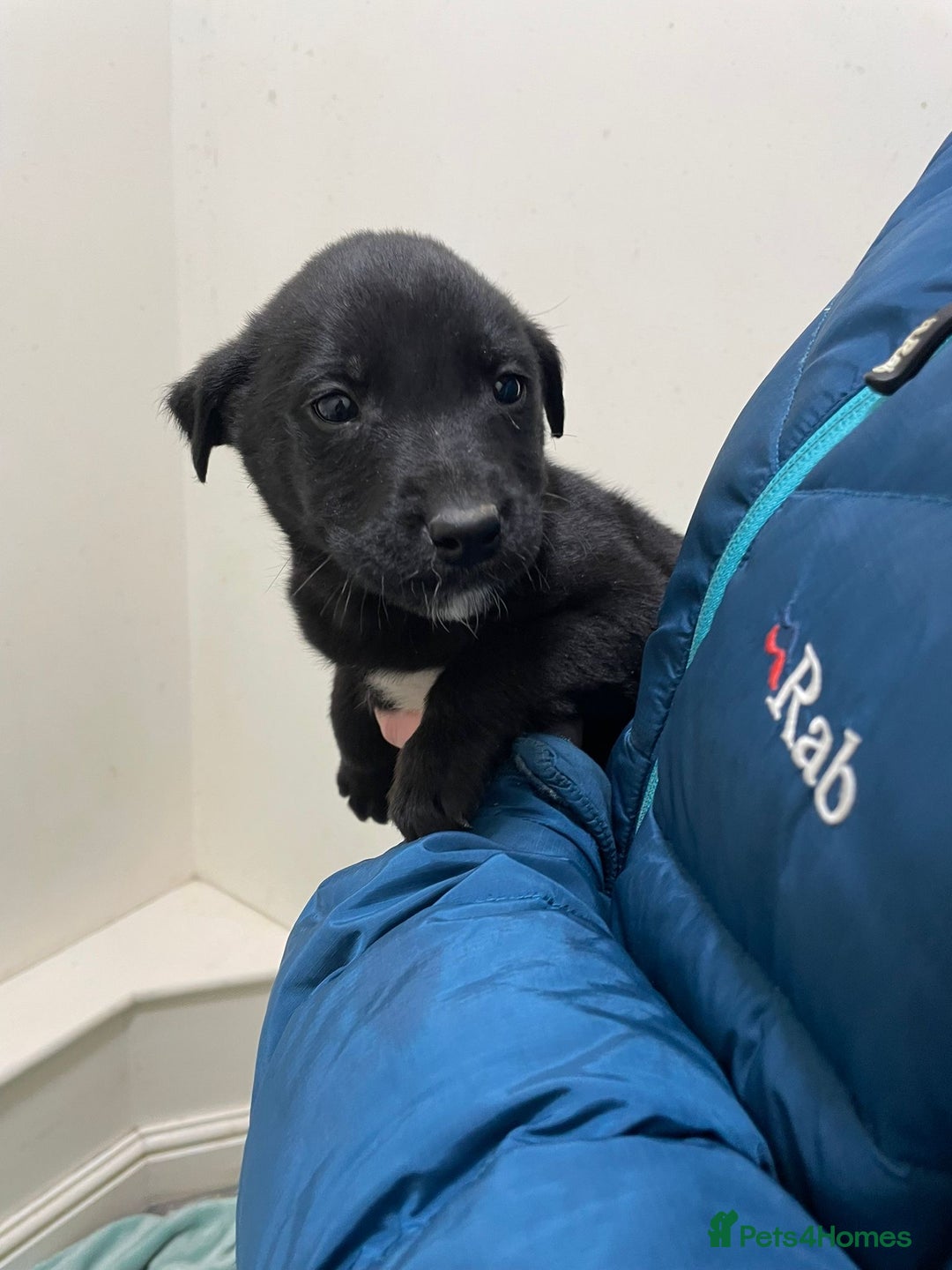 Borador dogs for sale: ⚫️lab x collie puppies ⚪️ - Advert 5