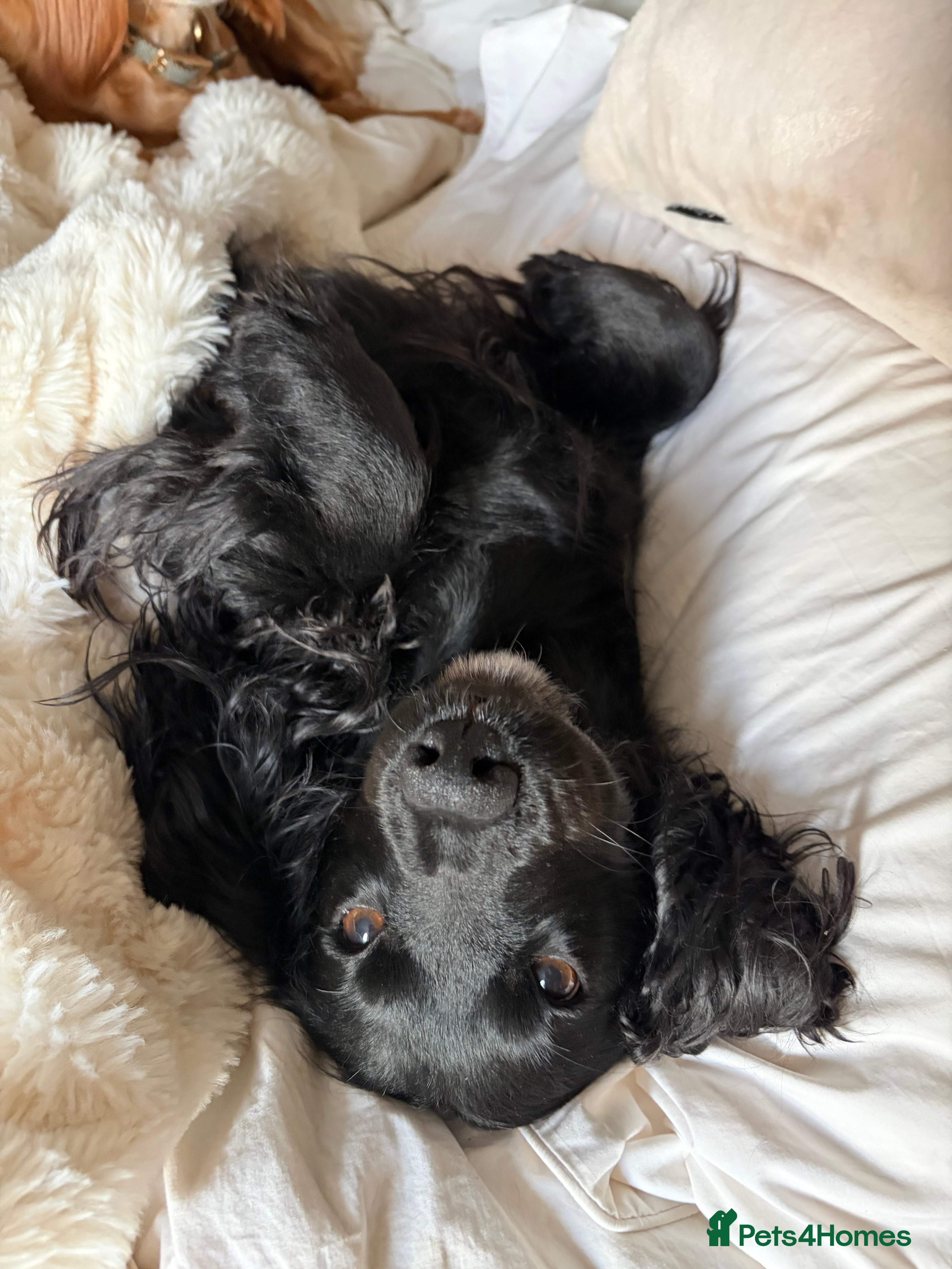 Cocker Spaniel dogs Beautiful 5 Year Old Cocker Spaniel Bitch  - Advert 1