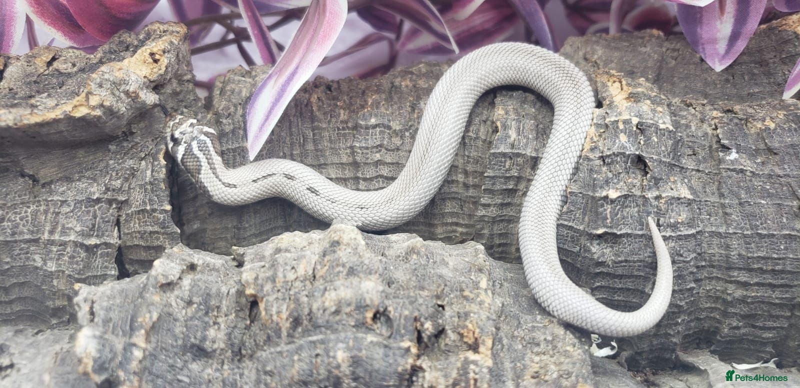 Snake reptiles Baby western hognoses from £180 - Advert 11