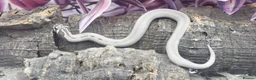 Snake reptiles for sale: Baby western hognoses from £200  - Advert 5