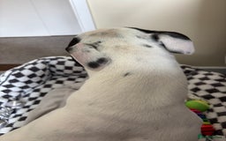 Staffordshire Bull Terrier dogs for sale: Luna  - Image 2