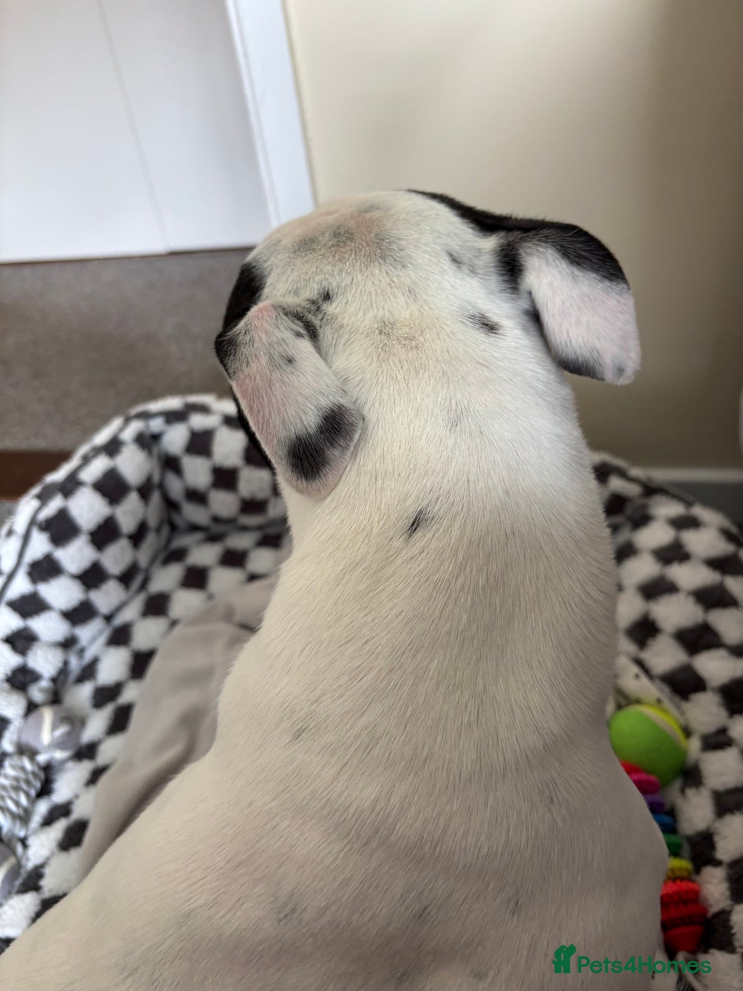 Staffordshire Bull Terrier dogs for sale: Luna  - Image 2