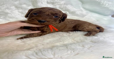 Goldendoodle dogs Outstanding quality fully tested Goldendoodle pups - Advert 2