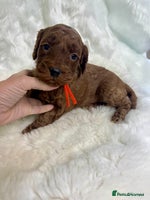 Goldendoodle dogs Outstanding quality fully tested Goldendoodle pups - Advert 4