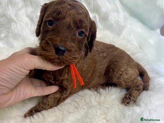 Goldendoodle dogs Outstanding quality fully tested Goldendoodle pups - Advert 15