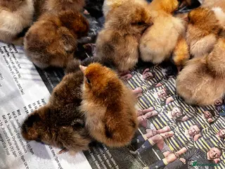 Chickens poultry for sale: 💕Pure breed Baby Pekin chicks 💕. - Advert 2