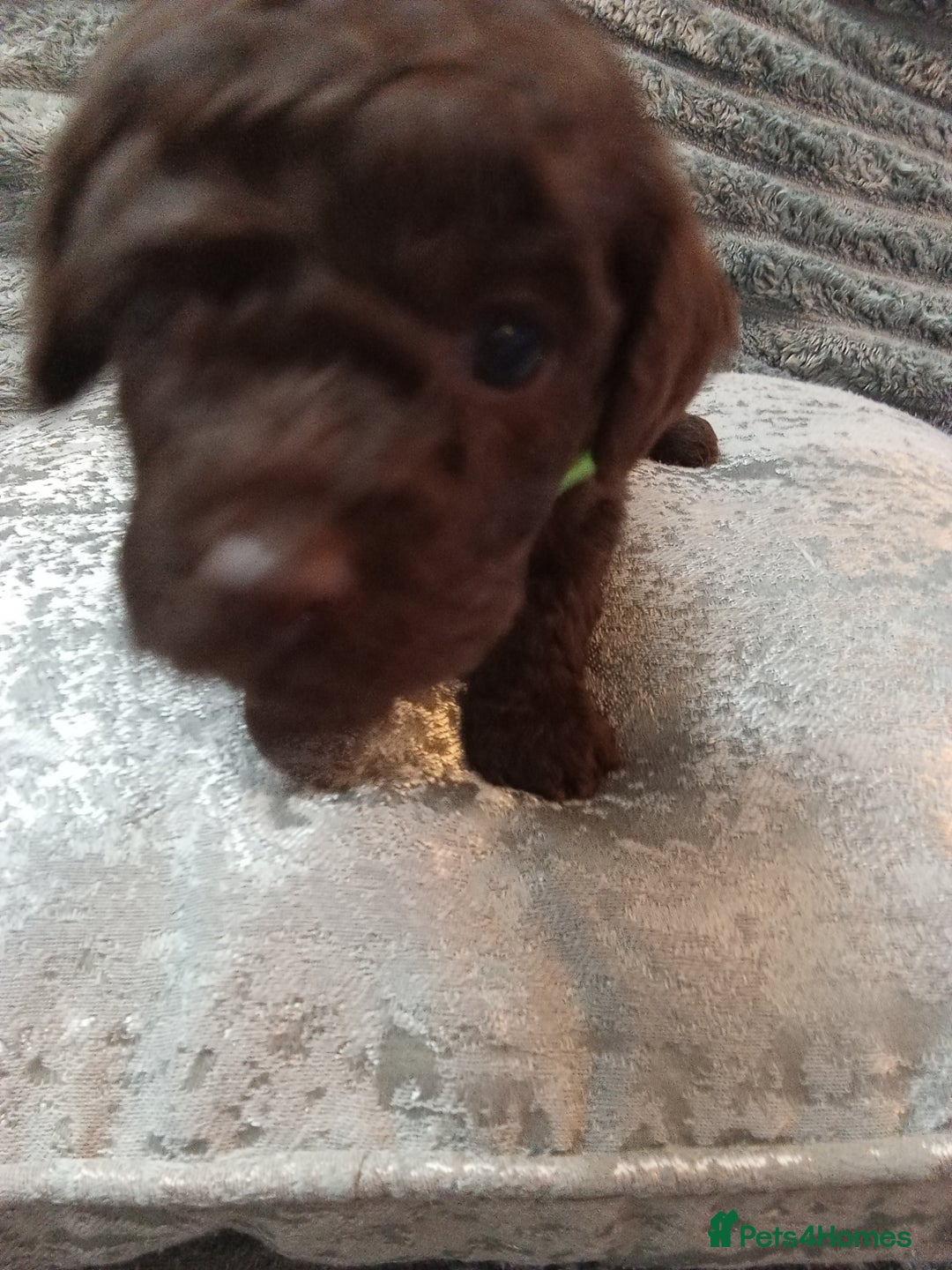 Jackapoo dogs for sale: Beautiful Jackapoos puppies - Advert 32