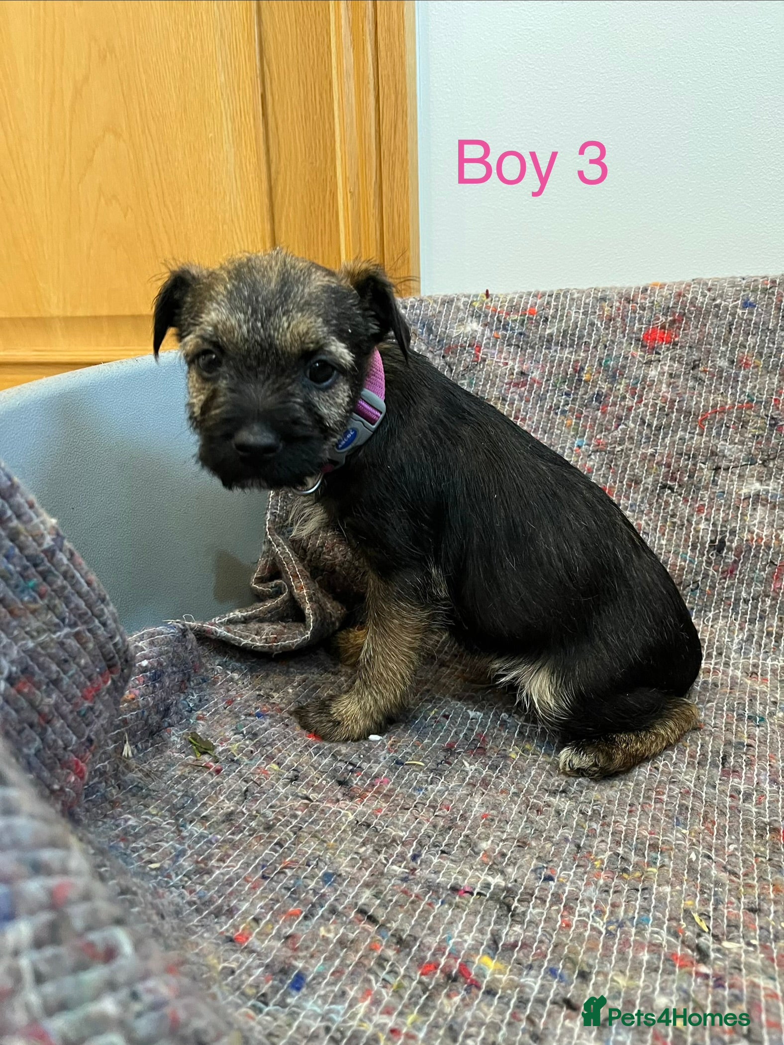 Border Terrier dogs Stunning border terries  - Advert 3