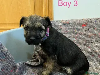 Border Terrier dogs Stunning border terries - Advert 3