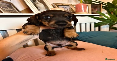 Miniature Dachshund dogs - Advert 7
