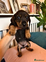 Miniature Dachshund dogs - Advert 7