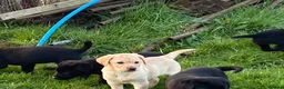Labrador Retriever dogs for sale: Labrador puppy - Advert 6