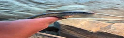 Skink reptiles for sale: Berber Skink in Margate - Advert 2