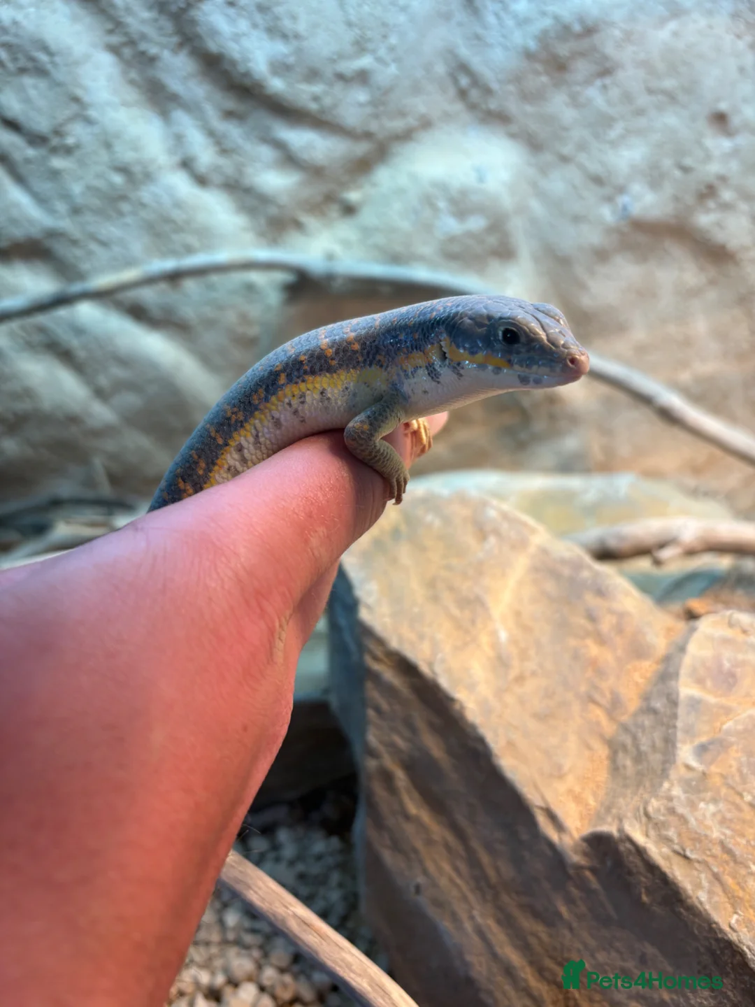 Skink reptiles for sale: Berber Skink in Margate - Advert 2