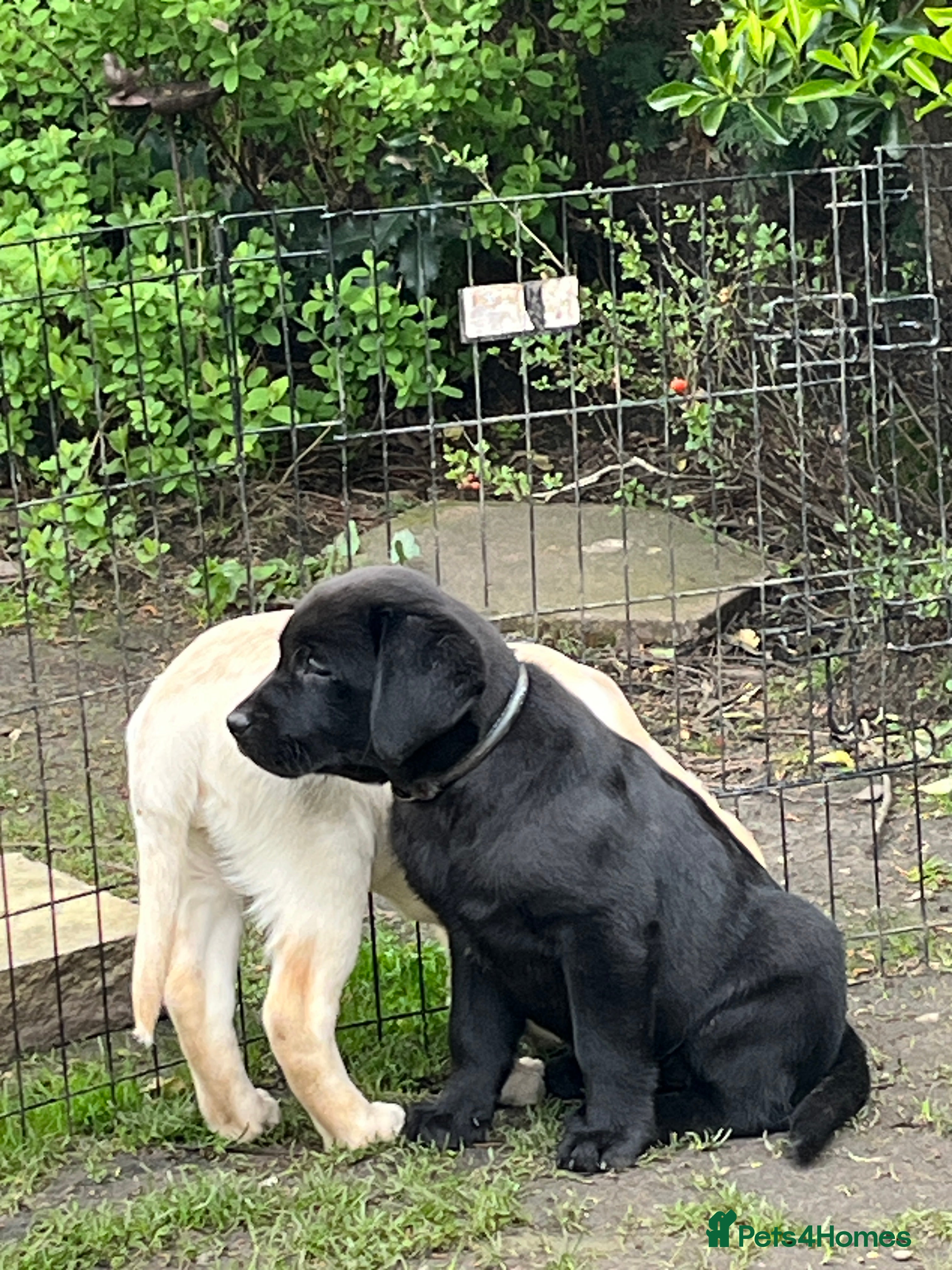 Labrador Retriever dogs Lovely litter of high-quality Labrador Retrievers - Advert 2