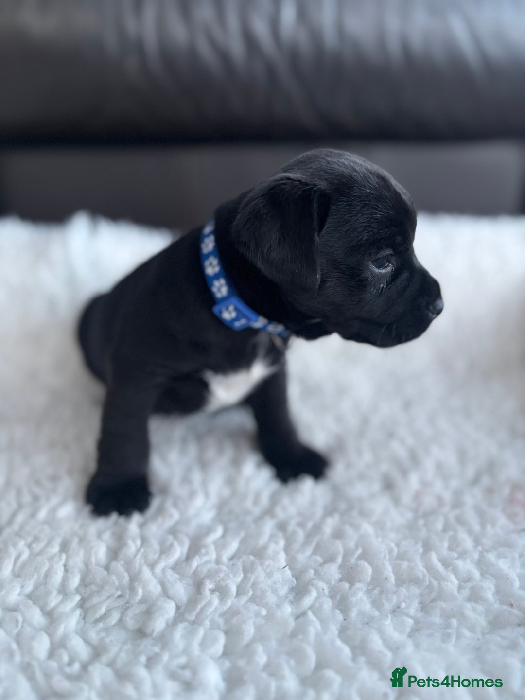 Mixed Breed dogs for sale: BorderJack Puppies - Advert 10