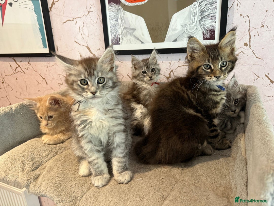 Maine Coon cats for sale: 2 females left to reserve in Arthog - Image 5