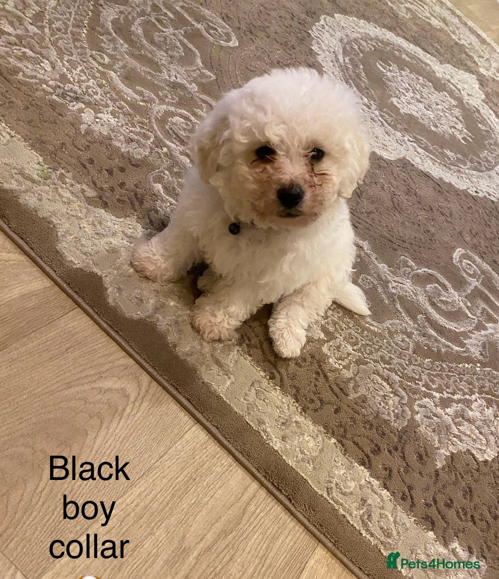 Bichon Frise dogs 2 boys left  Bichon frise puppies - Advert 1