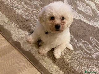 Bichon Frise dogs 2 boys left Bichon frise puppies - Advert 1