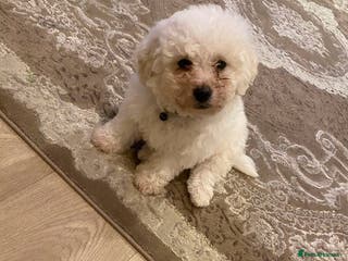 Bichon Frise dogs Bichon frise puppies last boy - Advert 4