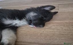 Mixed Breed dogs for sale: Mixed 3mnth old puppy - Image 5