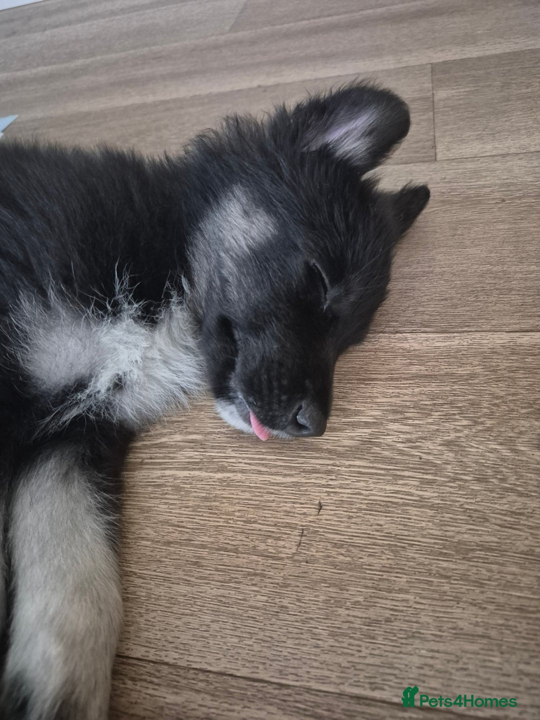 Mixed Breed dogs for sale: Mixed 3mnth old puppy - Image 5