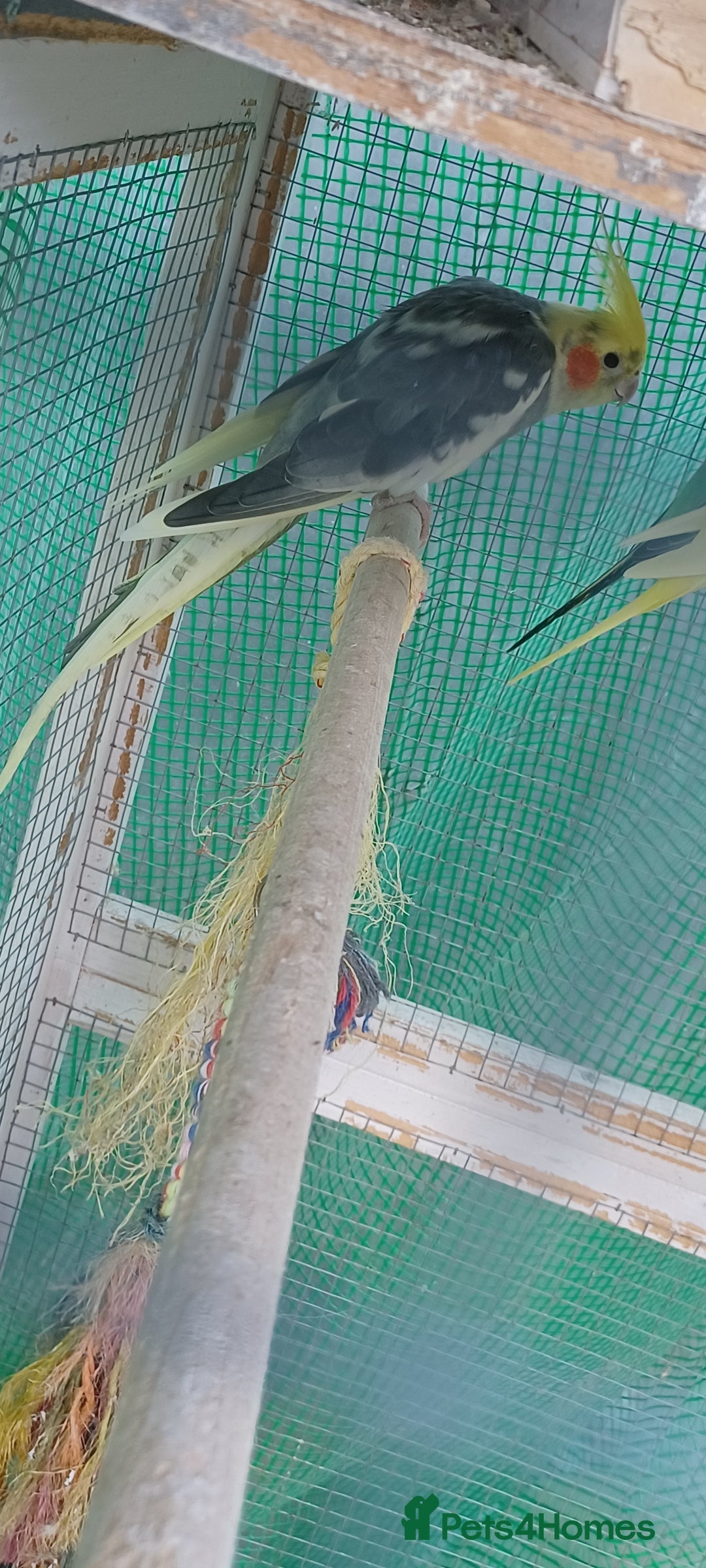 Cockatiels birds for sale: 3 cocketiels for sale - Image 1
