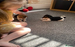 Jack Russell dogs for sale: Jack Russell  - Image 6