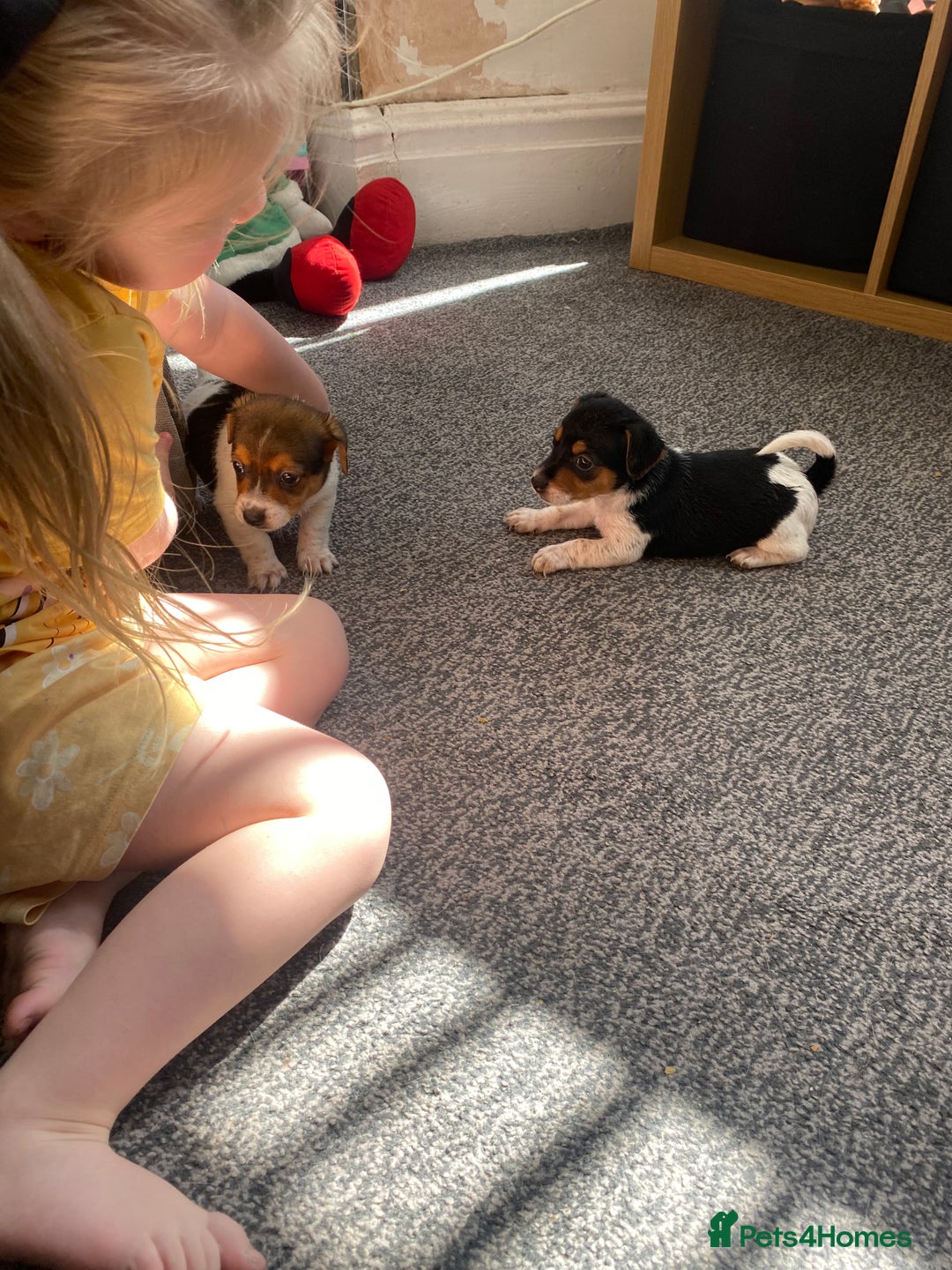 Jack Russell dogs for sale: Jack Russell  - Image 6