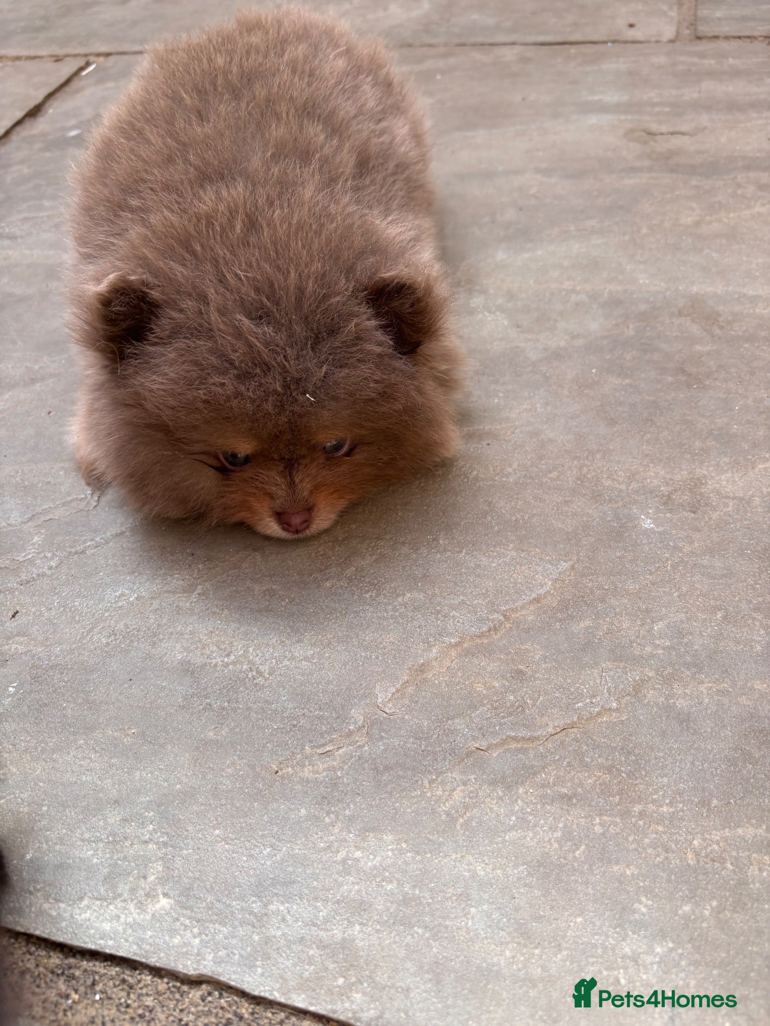 Pomeranian dogs  **  Pomeranian  - Advert 2