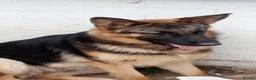German Shepherd dogs for sale: 3 year old female German shepherd needs new home  - Advert 7