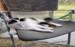 Domestic Shorthair cats for sale: 3 Adorable Kittens - Image 4