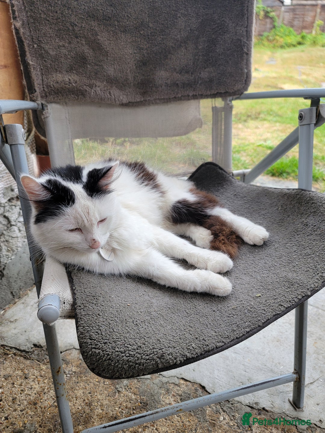 Domestic Shorthair cats for sale: 3 Adorable Kittens - Image 4