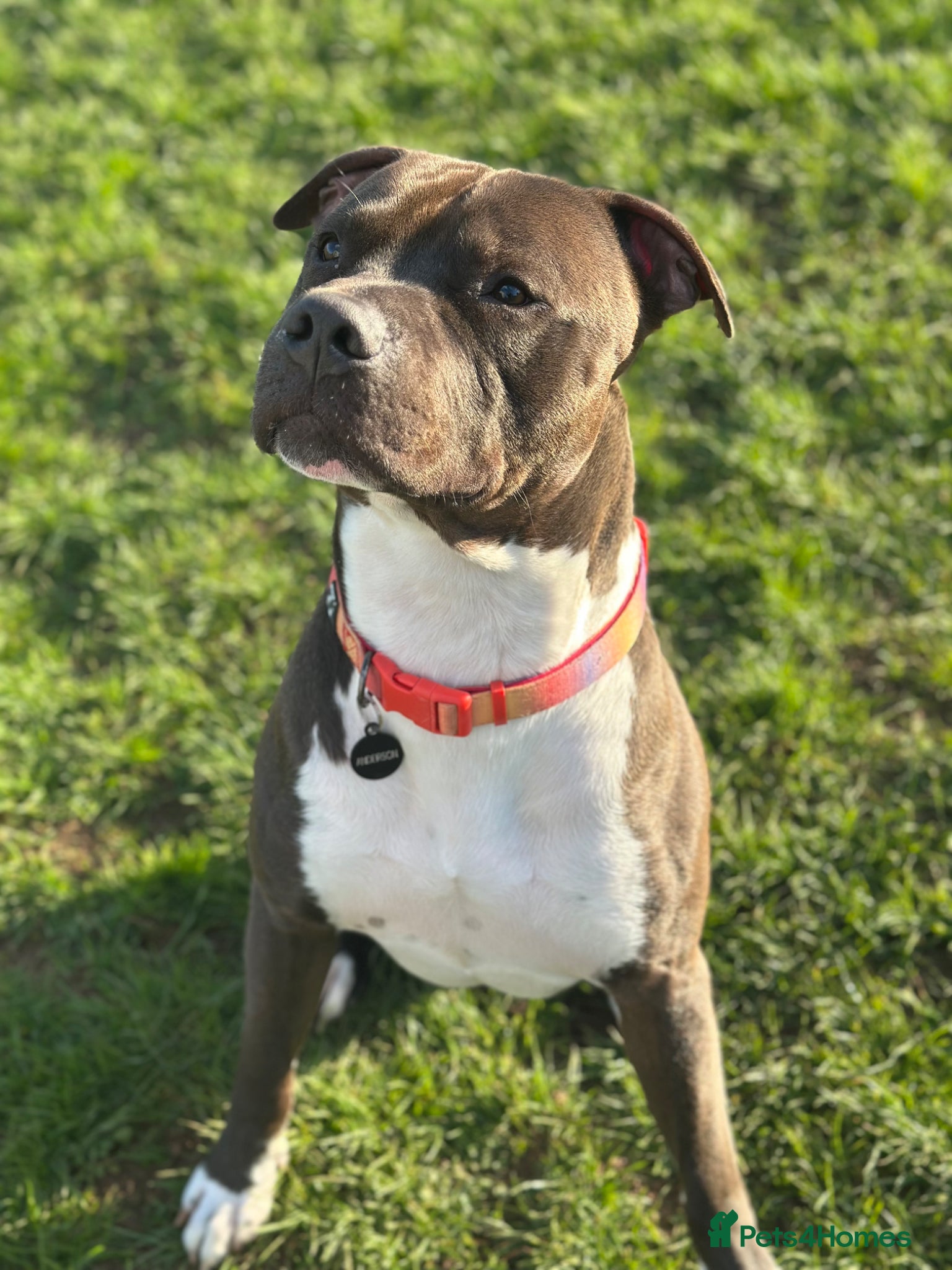 Mixed Breed dogs Staffordshire cross Lurcher  - Advert 13