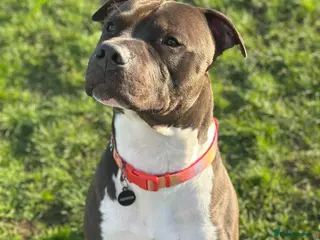 Mixed Breed dogs Staffordshire cross Lurcher - Advert 13