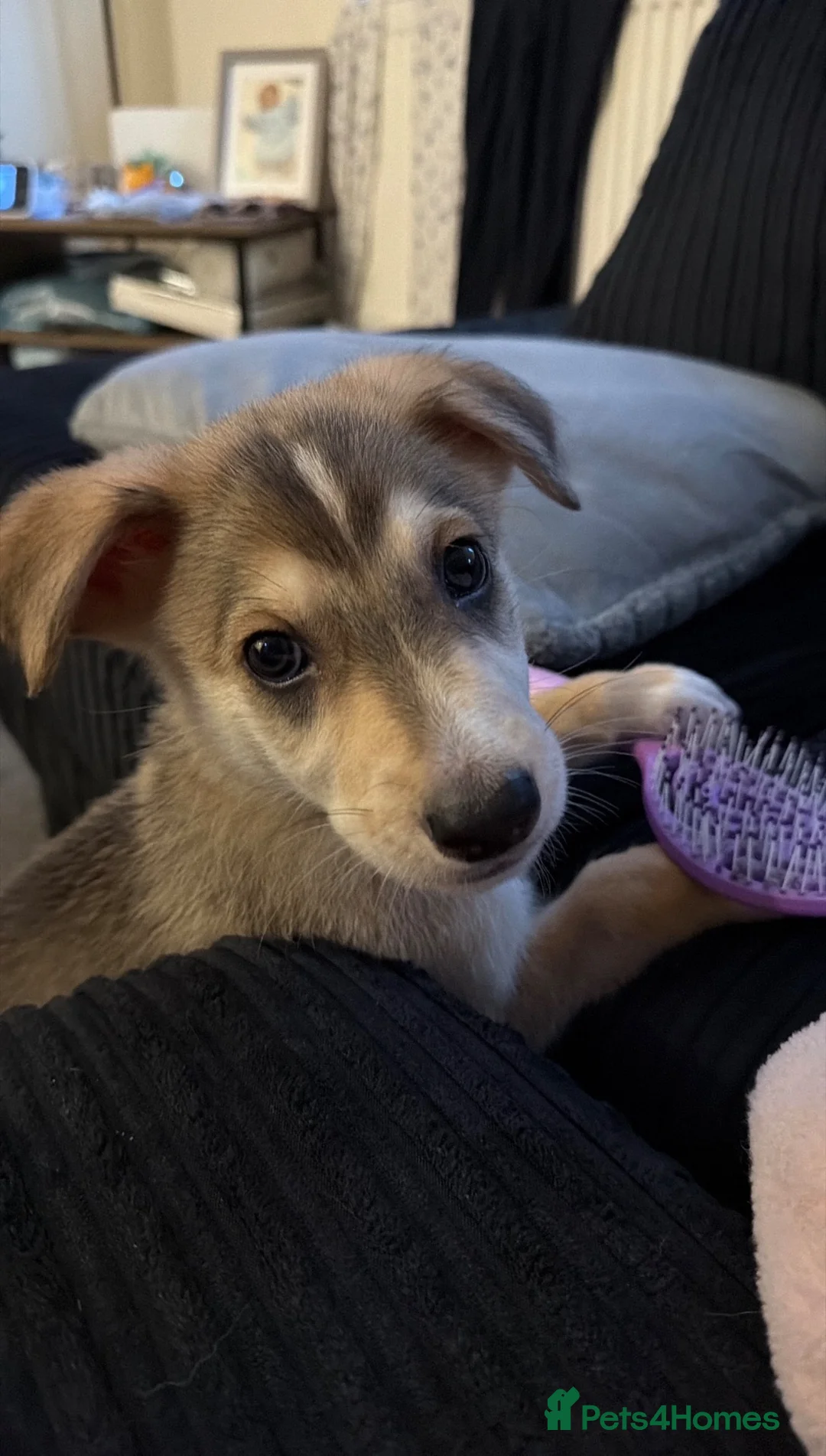 Mixed Breed dogs for sale: German Shepard x Dalmatian Male Pup - Advert 2