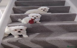 Maltese dogs for sale: Pure Maltese puppies ❤️❤️💙 - Image 11