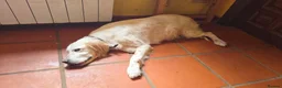 English Setter dogs for adoption: Jana  in New Romney - Advert 5