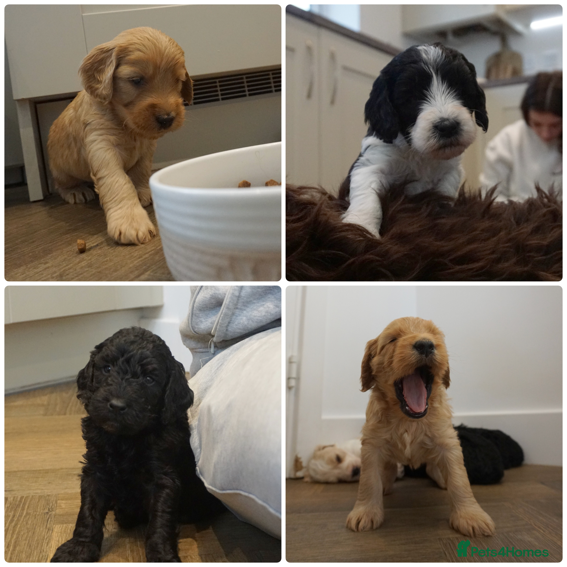 Cockapoo dogs Adorable cockapoos DNA Health tested parents - Advert 17