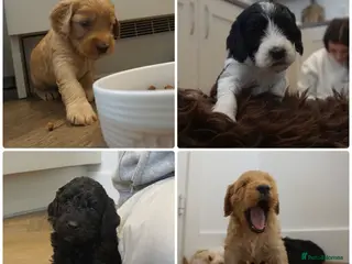 Cockapoo dogs Adorable cockapoos DNA Health tested parents - Advert 17