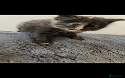 Mixed Breed cats for sale: Extra fluffy kittens - Image 12
