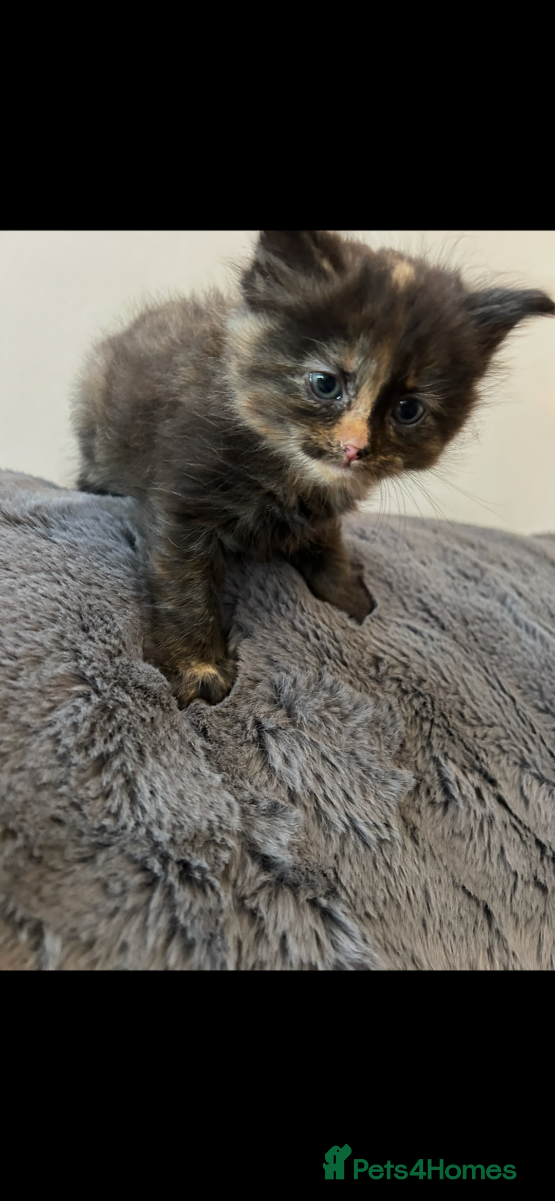 Mixed Breed cats for sale: Extra fluffy kittens - Image 12