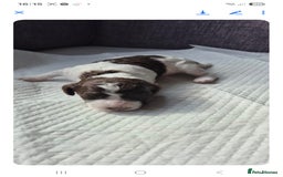 Sproodle dogs for sale: 2 choc girls left and 1 white & brown boy - Image 13