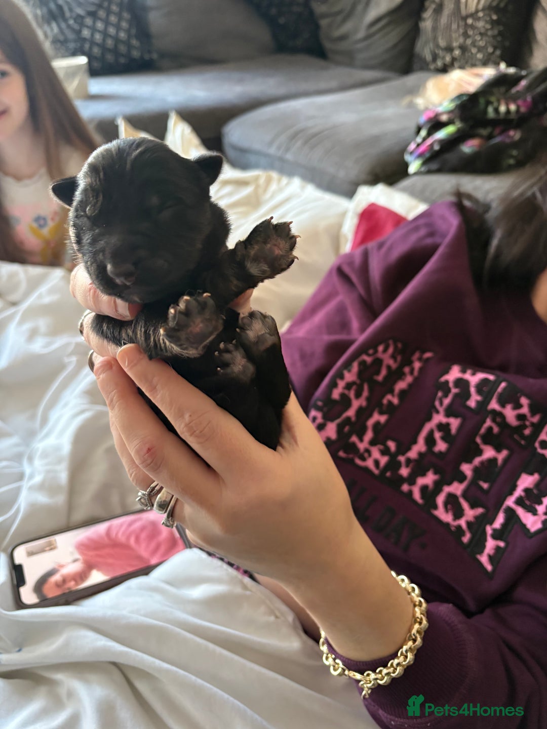 German Shepherd dogs for sale: 7 German shepherd puppies  - Advert 12