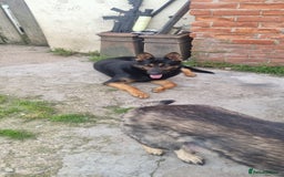 German Shepherd dogs for sale: German shepherd pups, HULL - Image 6