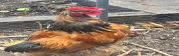 Chickens poultry for sale: Bantam cross blue Maron cockerel  - Advert 4